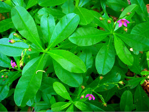 Fresh Water Leaf