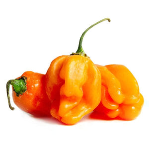 Orange Habaneros